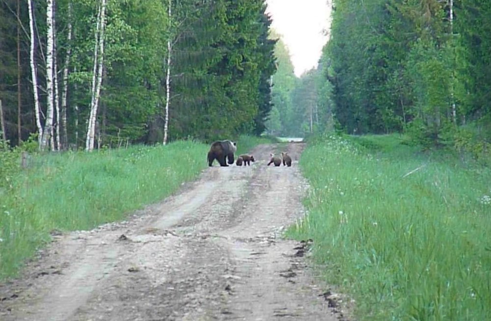 ЧУДНОЕ ВИДЕО: Медведица с четырьмя медвежатами играют на лесной дороге близ Ярваканди