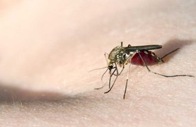 Как защититься от комаров без химии