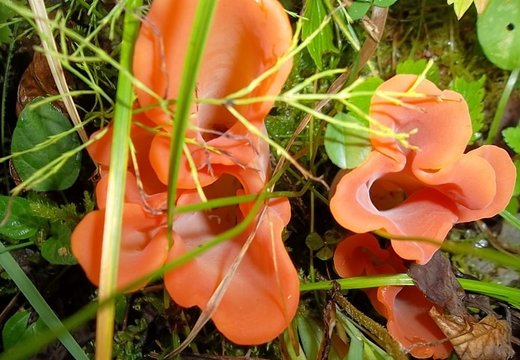 ФОТО читателя Delfi: В лесу наткнулась на странные грибы