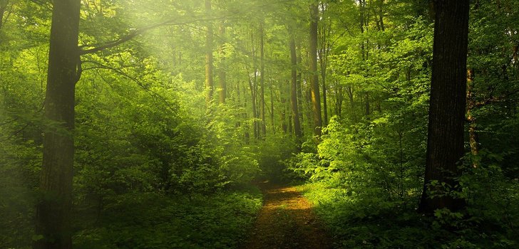 37 лет труда: как один человек вырастил огромный лес