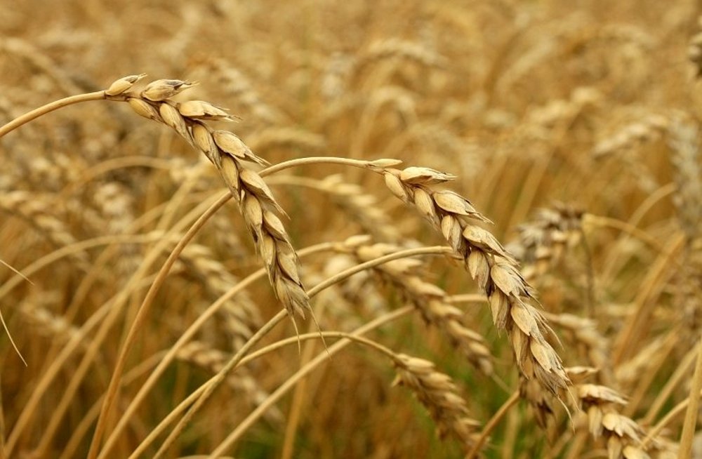 Пророщенная пшеница: польза и противопоказания