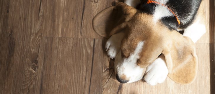 Viis soovitust koerapidajale põranda valikul ja hooldamisel